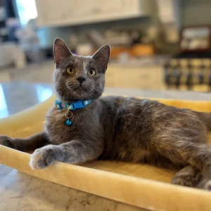 callie-office-cat